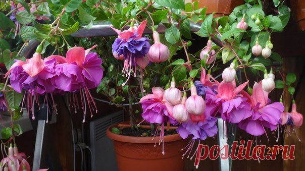 фуксия Cecile, Whitefield, США, 1981 г. Обильноцветущий сорт. Чашелистики темно-розовые, юбочка вначале цветения сине-фиолетовая, затем меняет свой цвет на лавандово -сиреневый.Цветы махровые, крупные. Фотографии моих растений. Ленинградская область. Синявино.