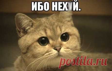 #
ХватитТерпеть (@Dostaalo) | Твиттер
Жительница деревни попросила соседа застрелить кота - дробь срикошетила и попала ей в лоб