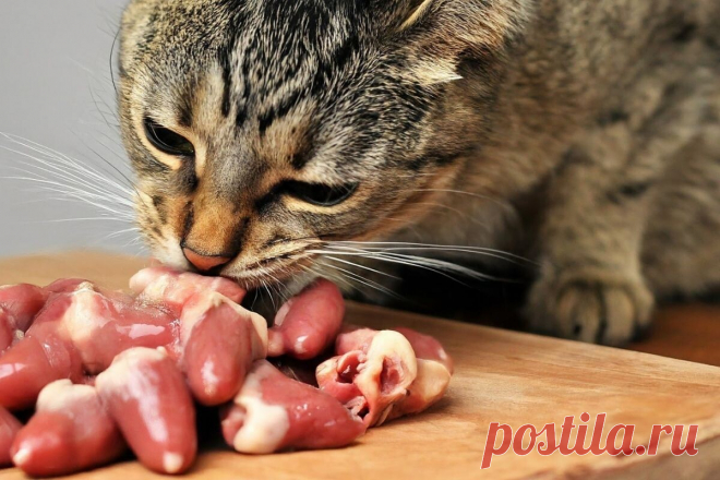Можно ли кошкам давать куриные сердечки – сырые, варёные | ikoshkiru - Мир кошек | Дзен