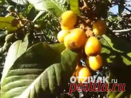 Как вырастить мушмулу в домашних условиях (из косточки) - Otzivak.ru Мушмула – дерево, плоды которого отличаются приятным вкусом и большим количеством витаминов. Как вырастить мушмулу в домашних условиях из косточки?