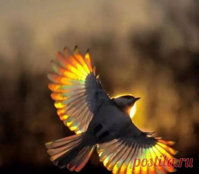 30 моментов, которые удается поймать на фото один раз из тысячи