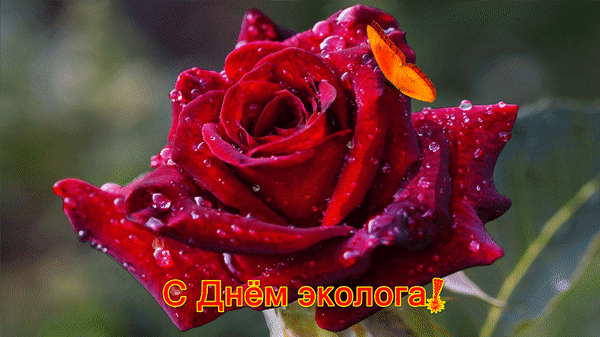 С Днем эколога! 
Здоровье берегите,
И живите в доброте.
Гармония пусть будет
В окружающей среде!