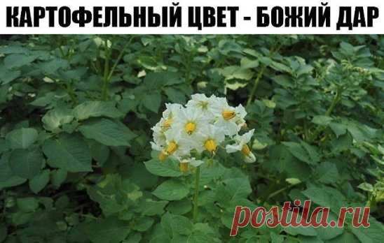 КАРТОФЕЛЬНЫЙ ЦВЕТ - БОЖИЙ ДАР
(ЛЕЧЕНИЕ ПОЛИАРТРИТА. ЯЗВЫ ЖЕЛУДКА, ОСТЕОХОНДРОЗА)
Как только картофель зацветет, необходимо набрать цветков со стебельками и в тени насушить. Горсть сухого цвета вы кладете в бутылку 0,75 л и заливаете 600 граммами тройного одеколона зеленого цвета. Поставьте на две недели в темное место, и ваше лекарство готово. Втирайте на ночь в колени, а утром смывайте его. И та