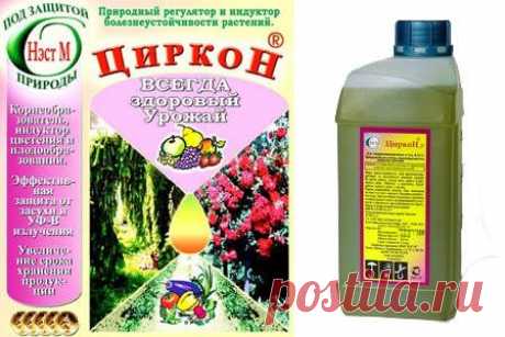 ПЕТУНИЯ. СЕКРЕТЫ КРЕПКОЙ РАССАДЫ