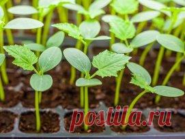 🍃Рассадная считалочка для чайников🍃
Как правильно выбрать время для посадки семян
В этом году выращивать овощи на своих шести сотках собираются даже те, кто никогда не копался в земле. Что поделаешь - кризис! Конечно, чтобы получить богатый урожай, важно вырастить правильную рассаду. Если она будет недозревшая - плоды появятся позже, а если перерастет - ее сложнее сажать, можно поломать хрупкие растения. Поэтому важно грамотно рассчитать время посева семян. В помощь начинающим - эта таблица.