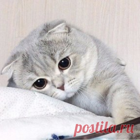 У кого есть кошка, тот может не бояться одиночества.
                                                                                       Даниель Дефо