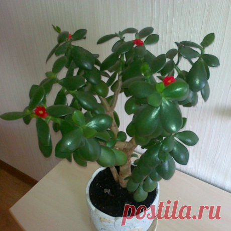 Какая польза от «денежного» дерева