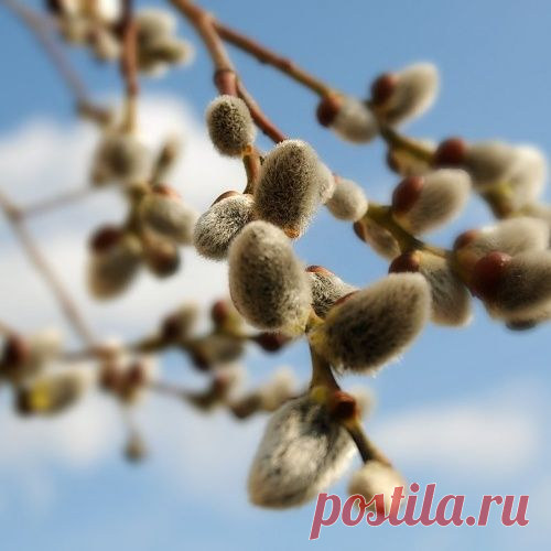 ЭТОЙ НАСТОЙКИ ЛУЧШЕ НЕТ — СЛУЖИТ ОНА МНЕ МНОГО ЛЕТ