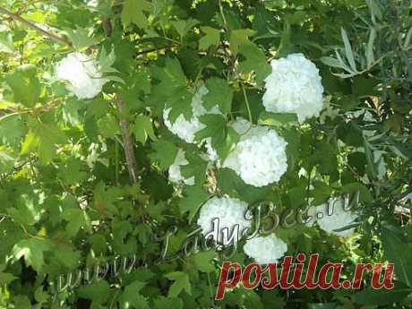 Калина (Viburnum) - комнатные растения и цветы для сада: выращивание, местоположение, температура, полив, пересаживание, размножение, болезни и вредители