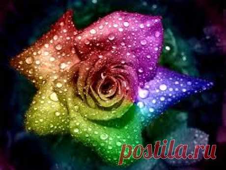 flower effects wallpaper - Google Search