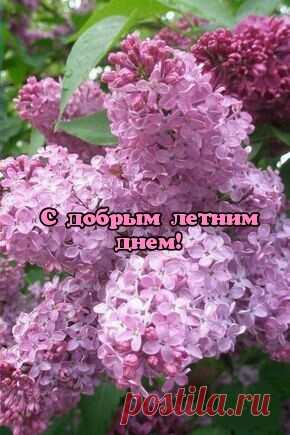 С добрым летним днем!