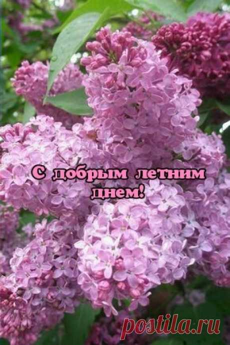 С добрым летним днем!
