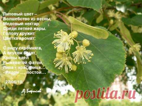 Липа. Полезные (целебные) свойства липы. Лечение липой.