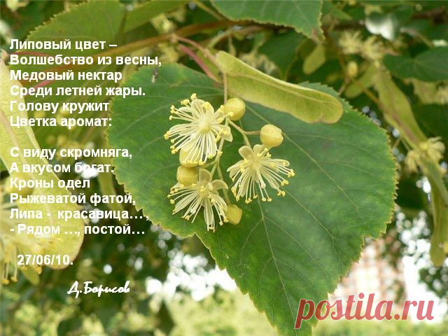 Липа. Полезные (целебные) свойства липы. Лечение липой.
