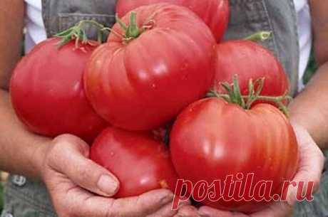 САМЫЕ ВКУСНЫЕ, САМЫЕ ЛЮБИМЫЕ… МОИ ЗАПОВЕДИ ВЫРАЩИВАНИЯ ТОМАТОВ.
