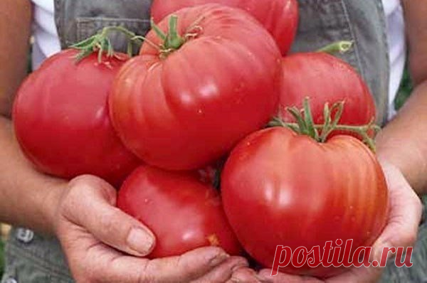 САМЫЕ ВКУСНЫЕ, САМЫЕ ЛЮБИМЫЕ… МОИ ЗАПОВЕДИ ВЫРАЩИВАНИЯ ТОМАТОВ.
