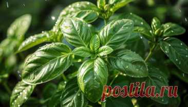 Дорогие мои друзья и подписчики моей группы. - Виктopинa: 15 вoпpocoв o cпeциях и пpянocтяx.
Какой вкус у базелика?
Ответы писать в комментарии!
С уважением к вам создатель группы Александр!