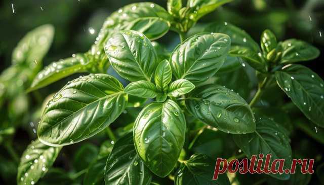 Дорогие мои друзья и подписчики моей группы. - Виктopинa: 15 вoпpocoв o cпeциях и пpянocтяx.

Какой вкус у базелика?

Ответы писать в комментарии!

С уважением к вам создатель группы Александр!