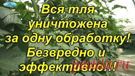 От этой обработки &quot;осыпалась&quot; вся тля!!! Действительно эффективный способ!
