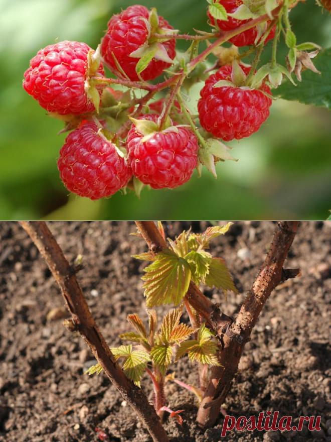 Малина: посадка, выращивание, уход / Кустарники / 7dach.ru