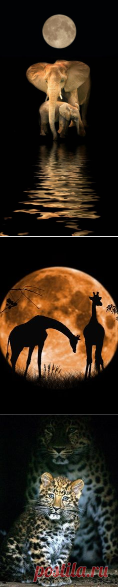 (28) Moonlight moment | Path