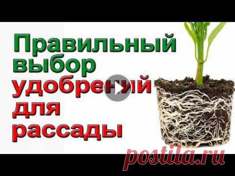 Спецудобрение для подкормки рассады томатов. Ссылка на мой новый Дзен канал: Готовится телеграмм канал Готовится Телергамм канал Срочные вопросы или вопросы по покупке семян пересылайте по эл.поч...