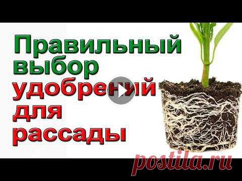 Спецудобрение для подкормки рассады томатов. Ссылка на мой новый Дзен канал: Готовится телеграмм канал Готовится Телергамм канал Срочные вопросы или вопросы по покупке семян пересылайте по эл.поч...