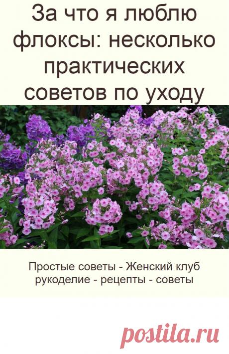 За что я люблю флоксы: несколько практических советов по уходу