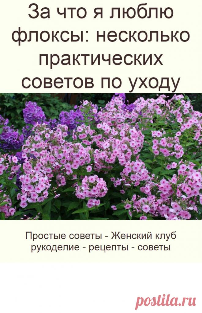 За что я люблю флоксы: несколько практических советов по уходу