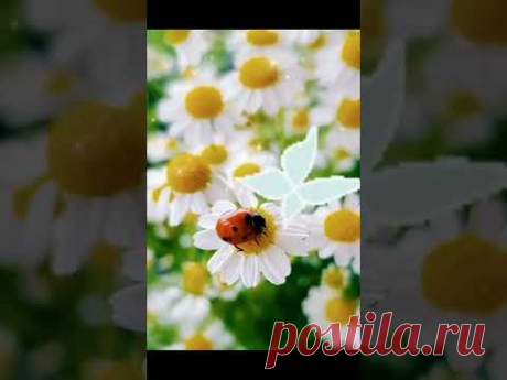 КАЖДЫЙ САМ ВЫБИРАЕТ, ЦВЕТ НЕБА, ВКУС ЖИЗНИ И ЗАПАХ МЕЧТЫ ... #добрыйдень