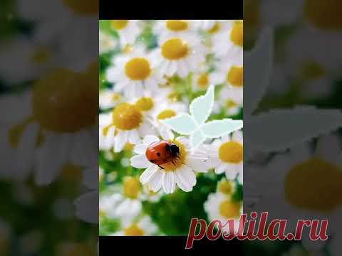КАЖДЫЙ САМ ВЫБИРАЕТ, ЦВЕТ НЕБА, ВКУС ЖИЗНИ И ЗАПАХ МЕЧТЫ ... #добрыйдень