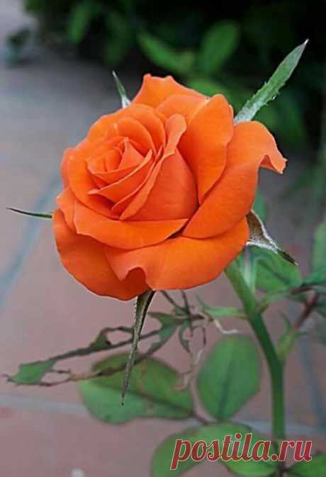 Orange Rose   |   Pinterest