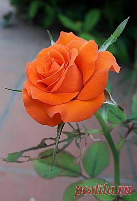 Orange Rose   |   Pinterest