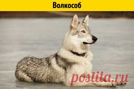 11 помесей животных, о существовании которых вы не догадывались