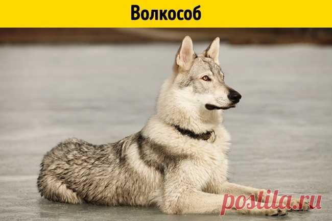 11 помесей животных, о существовании которых вы не догадывались