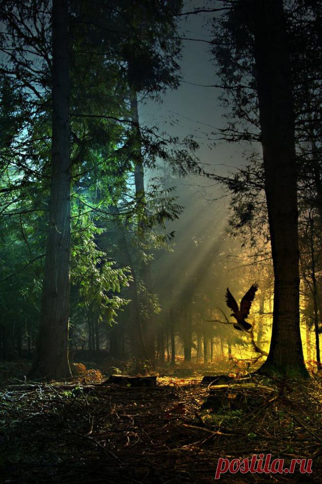 легенда о дереве