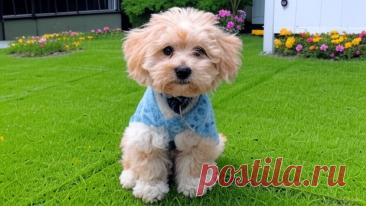 Модный «дворянин» - OGADANIE.RU