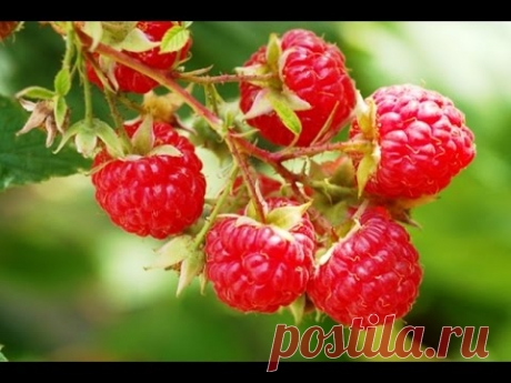 МАЛИНА ОСЕНЬЮ