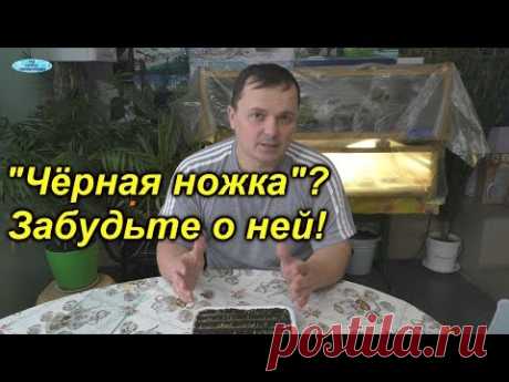 "Чёрная ножка" на рассаде - почему мы о ней давно забыли.