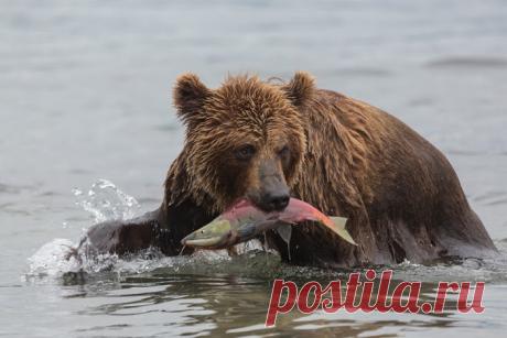 НА КАМЧАТКЕ...