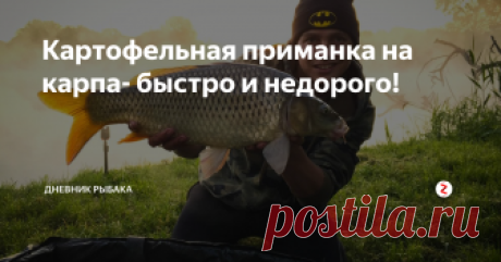 Картофельная приманка на карпа- быстро и недорого!  Опытные рыбаки в качестве недорогой и эффективной приманки на карпа выбирают картофель. Входящие в его состав питательные вещества, а так же крахмал рыба чувствует на больших расстояниях и стремиться побыстрее заглотить его. Но как правильно приготовить приманку знают не многие. Часто у неопытных рыбаков возникает вопрос: какой же картофель выбрать?
Дело в том, что карп имеет свои вкусовые предпоч