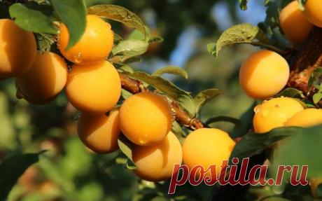 АБРИКОС: УСЛОВИЯ ВЫЖИВАНИЯ В СУРОВОМ КЛИМАТЕ