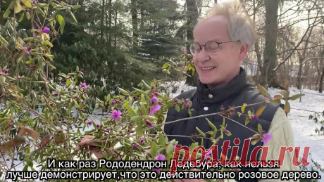 Весна в Саду Души - Рододендрон!