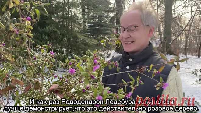 Весна в Саду Души - Рододендрон!