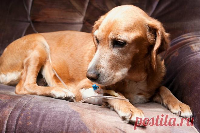 Пироплазмоз(бабезиоз) и капельницы. Повод задуматься! | Из Жизни Собачника | Яндекс Дзен