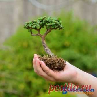 10 საუკეთესო ნატურალური სასუქი ოთახის მცენარეებისთვის » Statiebi.Com - საინტერესო სტატიები