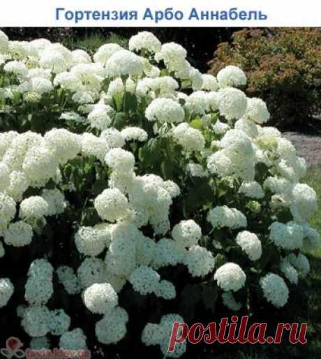 Гортензия древовидная (Hydrangea arborescens) ~ Гортензии ~ Информация ~ Садовый центр ТАВИЯ - морозоустойчивость