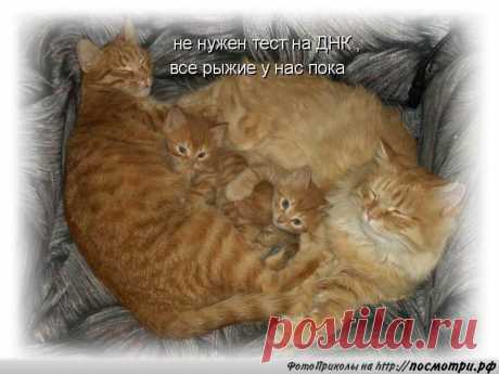 Улыбнемся в эфире веселая Котоматрица!