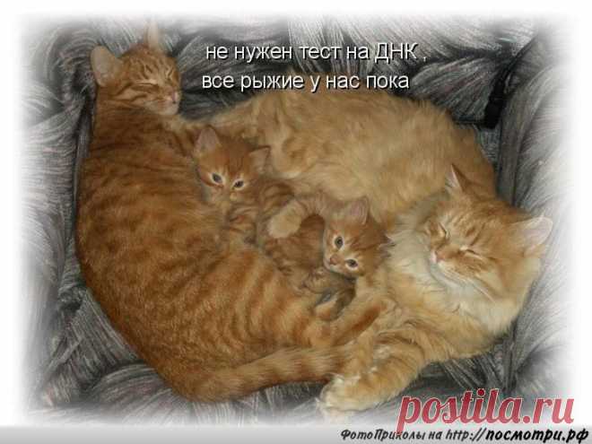 Улыбнемся в эфире веселая Котоматрица!