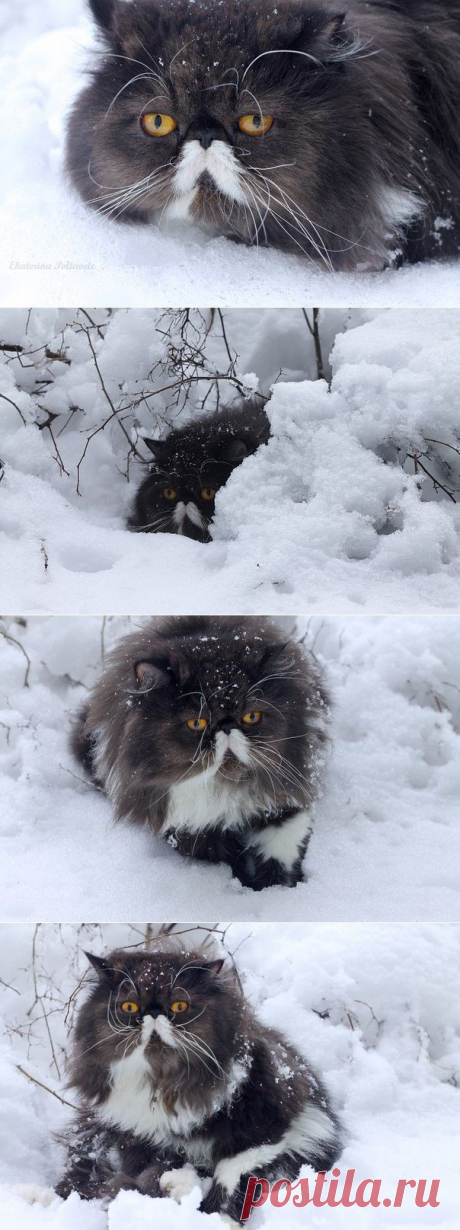 Winston Zanzarah ˙˙·٠•● ☆ Official Public Page Кот экзот Sancho☆